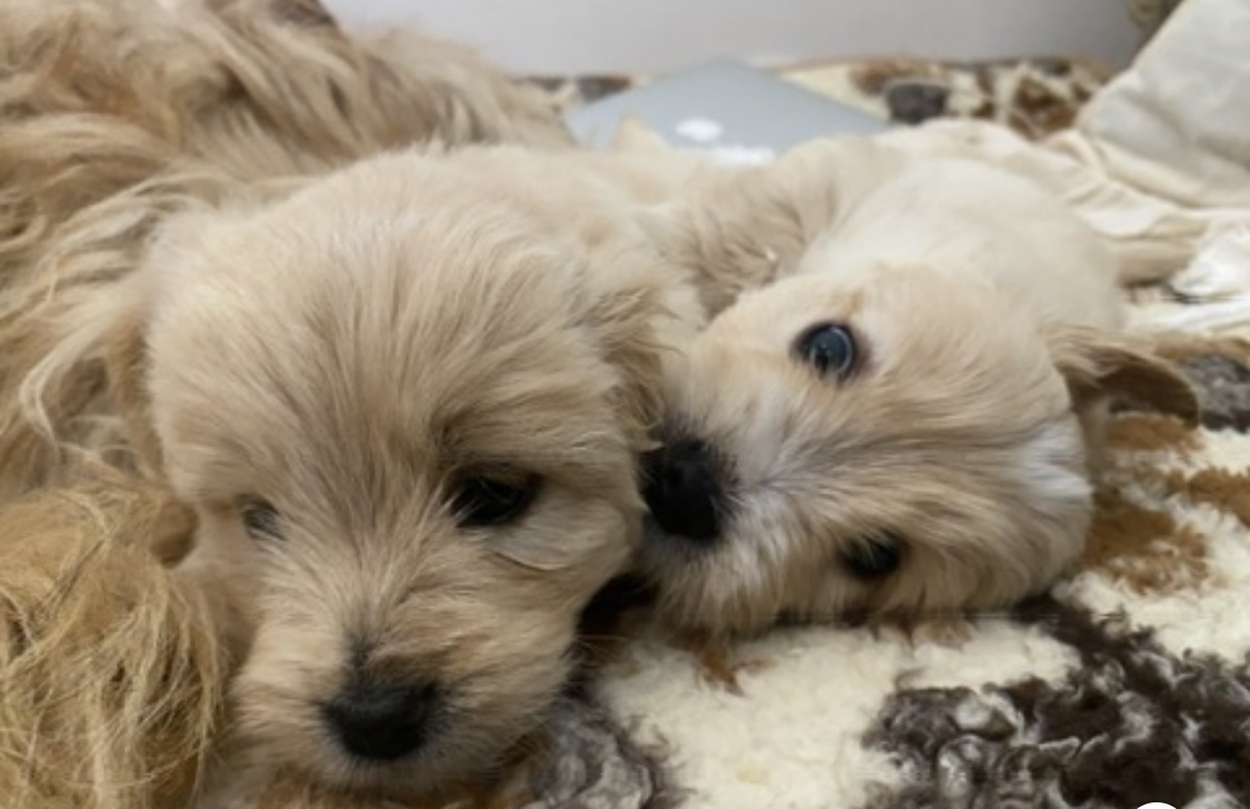 Caniche Bichon