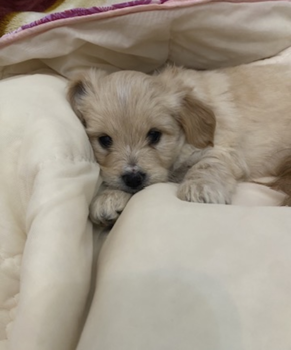 Caniche Bichon - Miniature 2