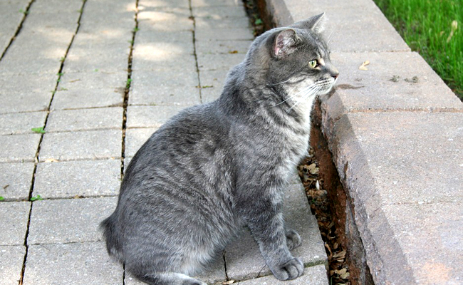 Manx a vendre