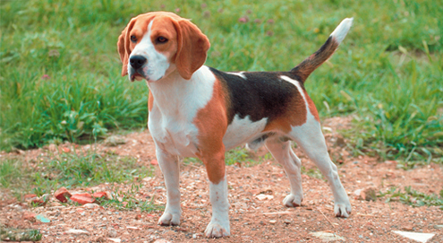chien beagle a vendre a tunisie
